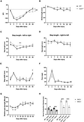 Sortilin Modulates Schwann Cell Signaling and Remak Bundle Regeneration Following Nerve Injury